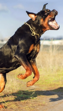 Dog Bites